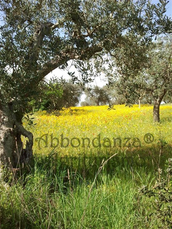 Vila Agriturismo Abbondanza Alberobello Exteriér fotografie